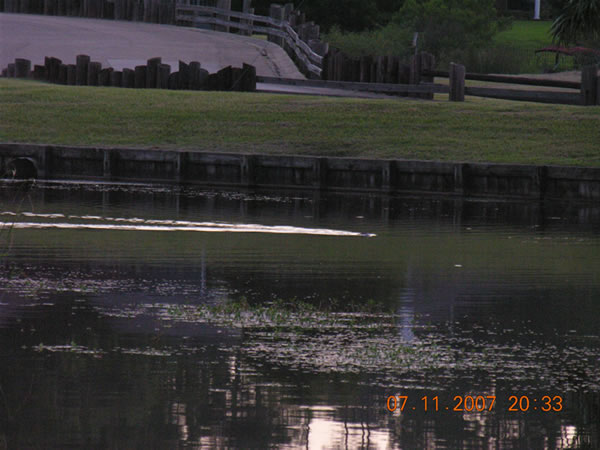 alligator or nutria?