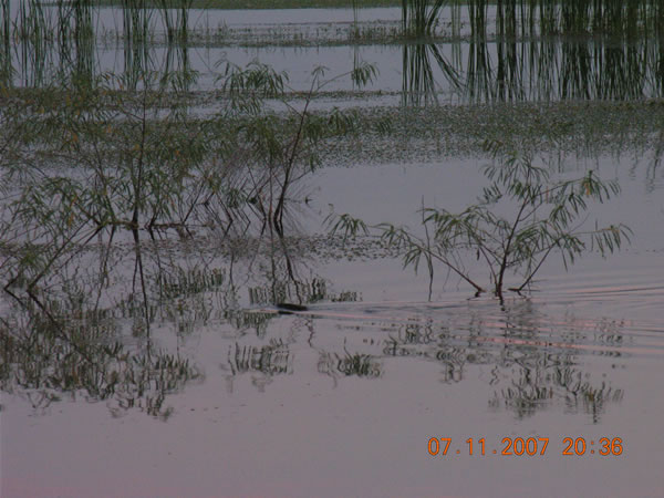 alligator or nutria?